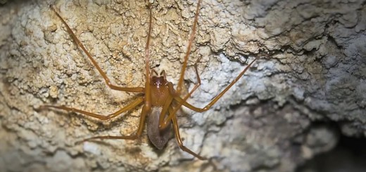 Trogloraptor Spider