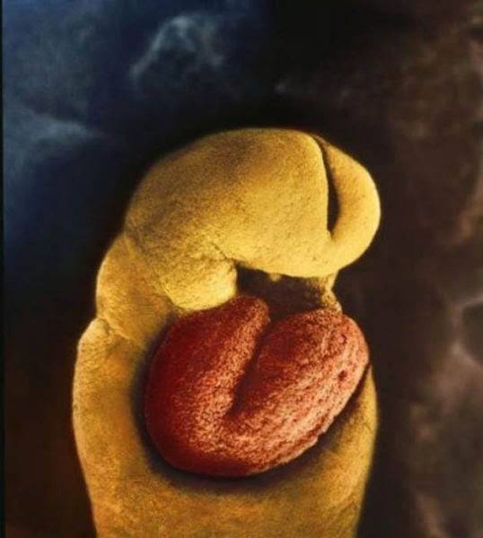 22 24 days.The one-month-old embryo has no skeleton yet.There is only a heart that starts beating on the 18th day