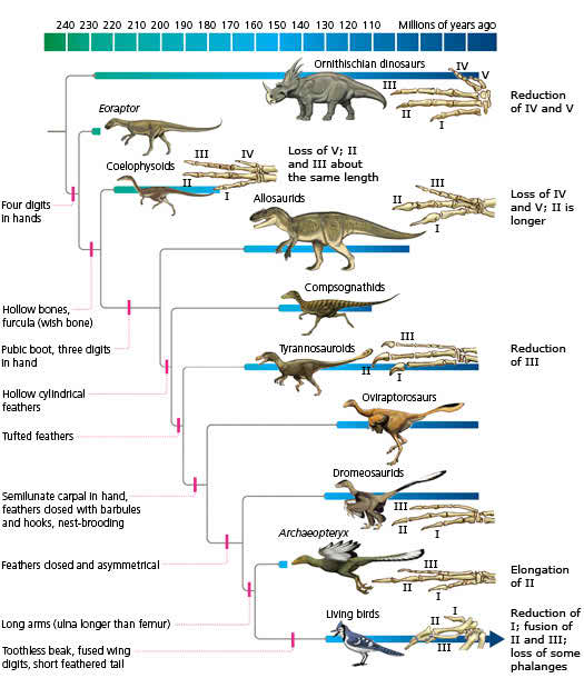 Image taken from "Understanding Evolution"