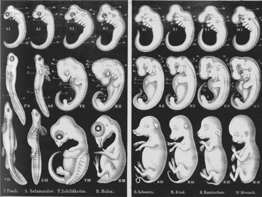 Embryos, as seen by Ernst Haeckel